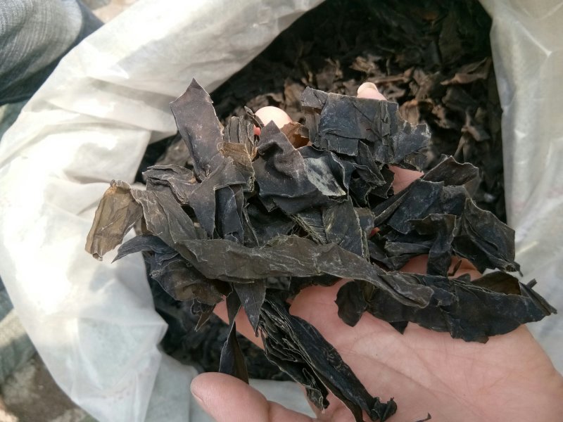 昆布山东药食两用无硫熏一公斤起包邮