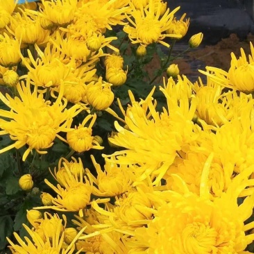 菊花苗金丝皇菊苗，菊花种苗，杭白菊苗花苗