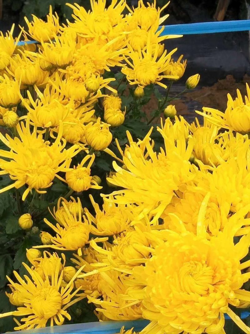 菊花苗金丝皇菊苗，菊花种苗，杭白菊苗花苗
