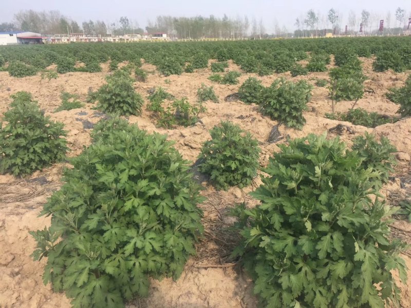 菊花苗金丝皇菊苗，菊花种苗，杭白菊苗花苗