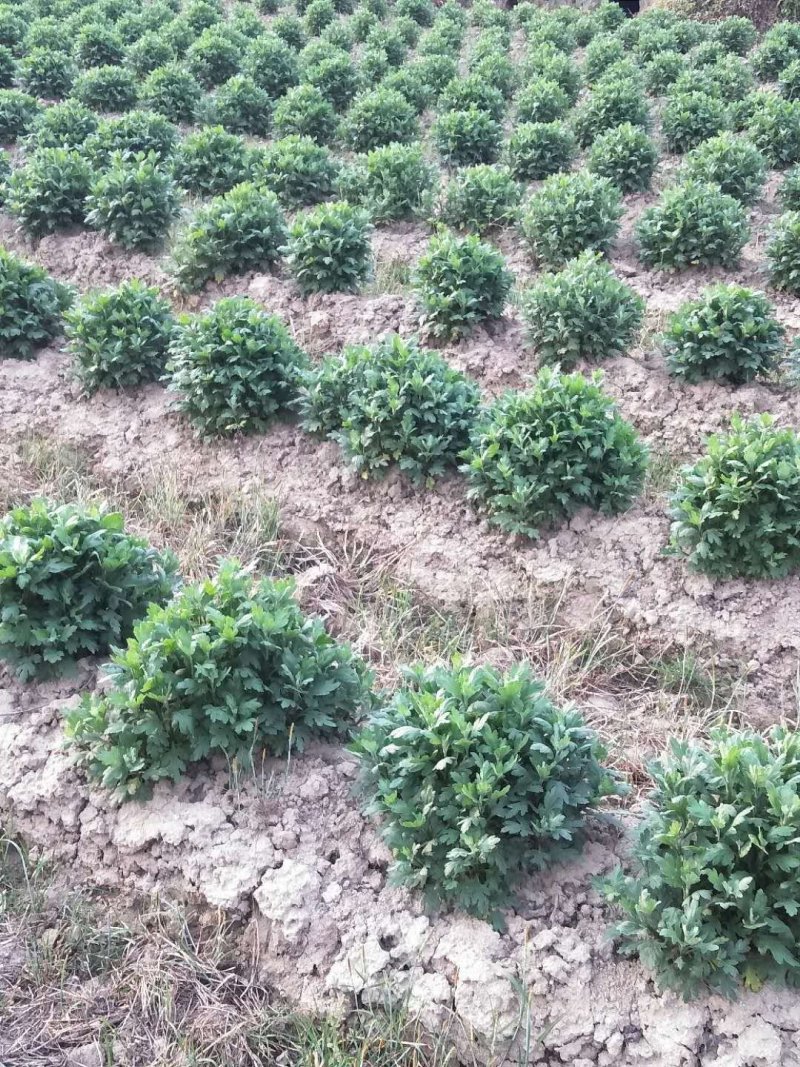 菊花苗金丝皇菊苗，菊花种苗，杭白菊苗花苗