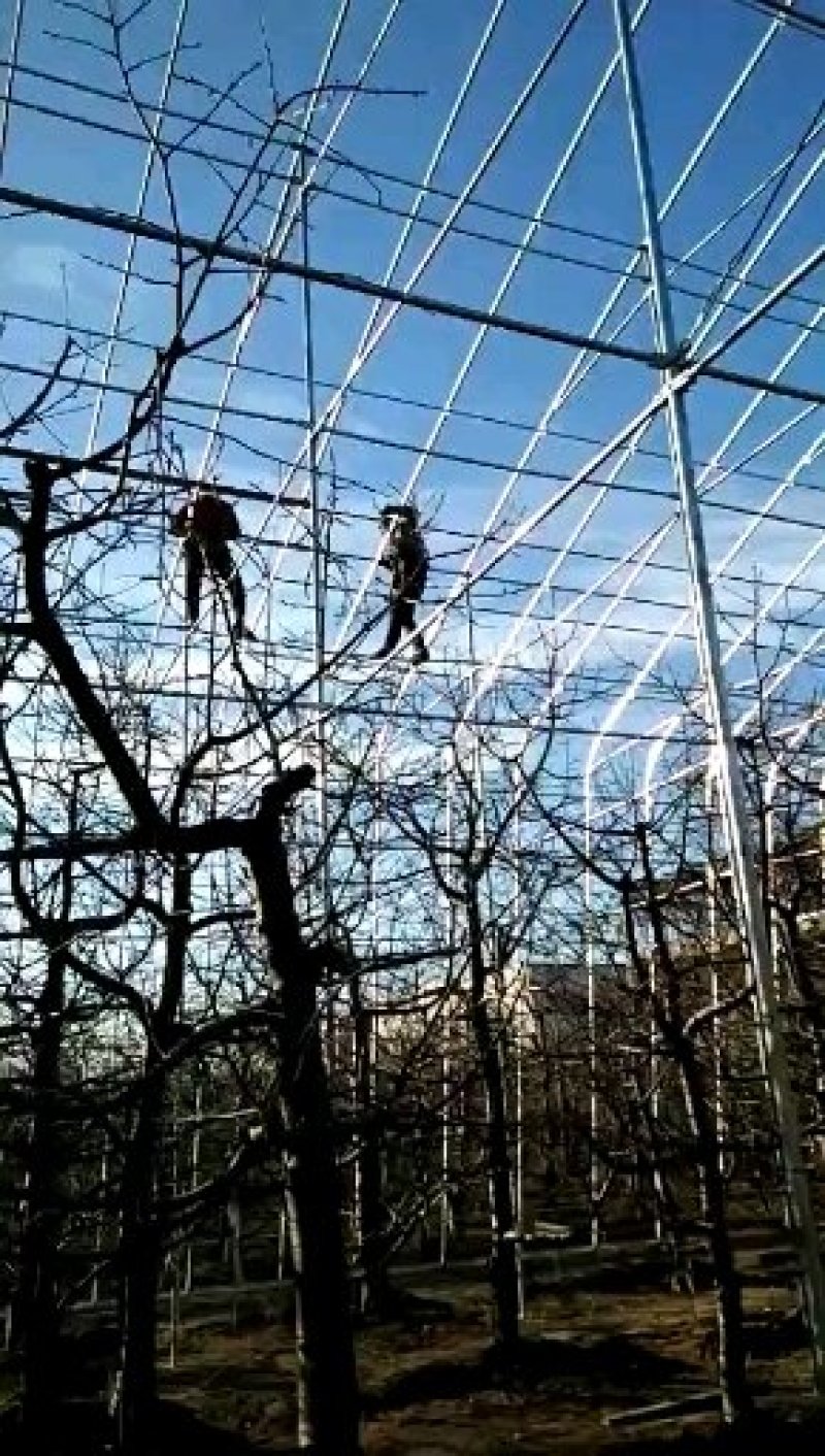 香菇大棚建设蔬菜大棚安装温室大棚设计大棚配件销售