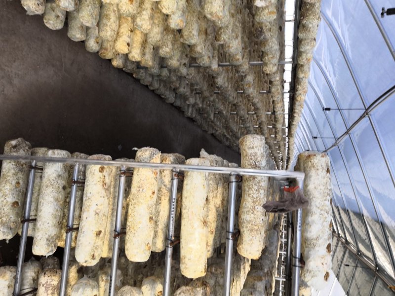 香菇大棚建设蔬菜大棚安装温室大棚设计大棚配件销售