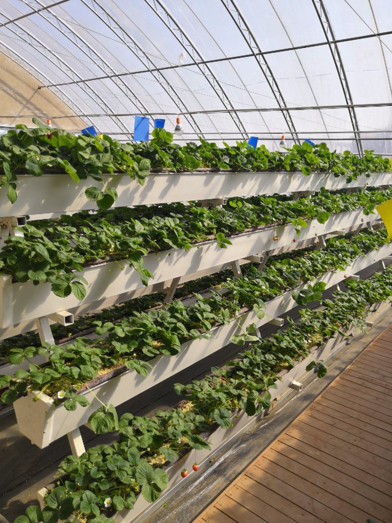 香菇大棚建设蔬菜大棚安装温室大棚设计大棚配件销售