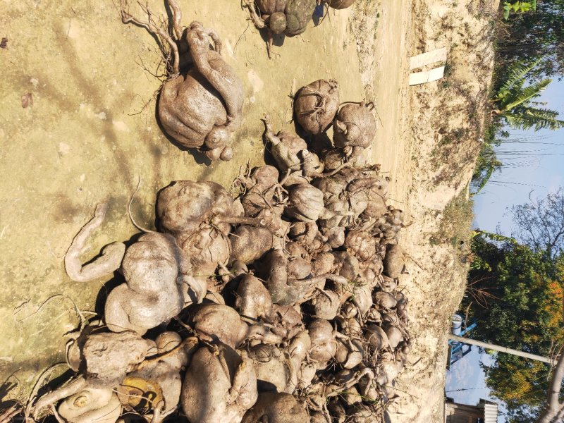 山乌龟地不容金不换