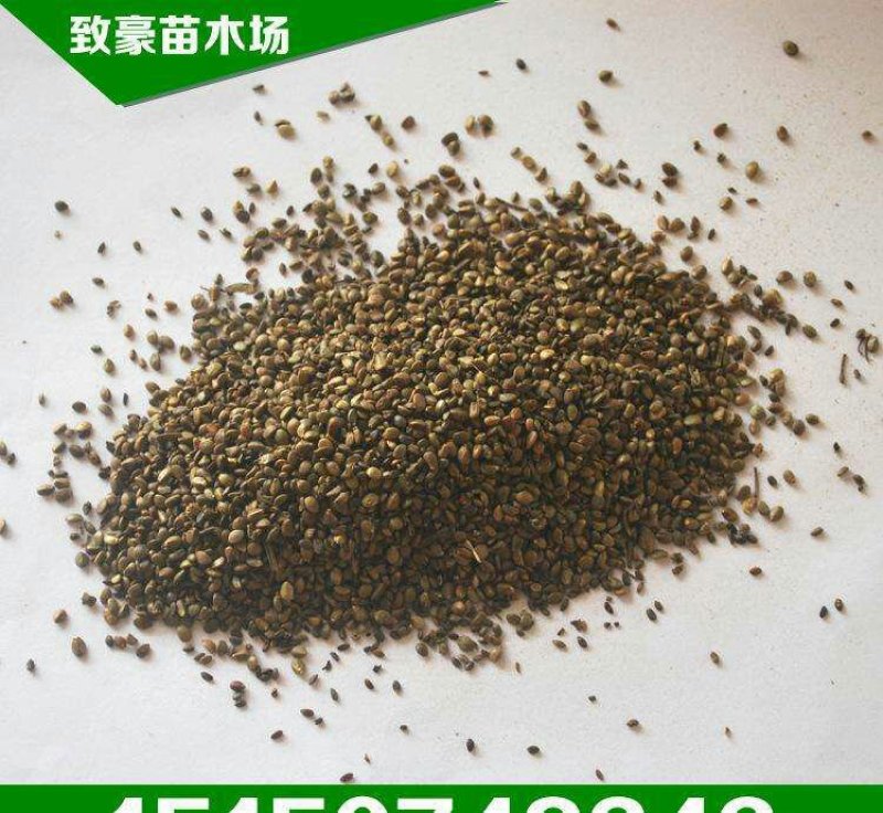 2022年产新，纯新的丹参种子