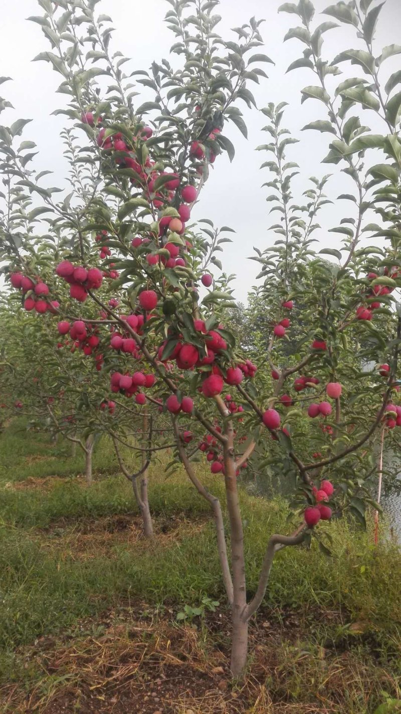 全红海棠，品质好，价格优，九月下果，求波关注，