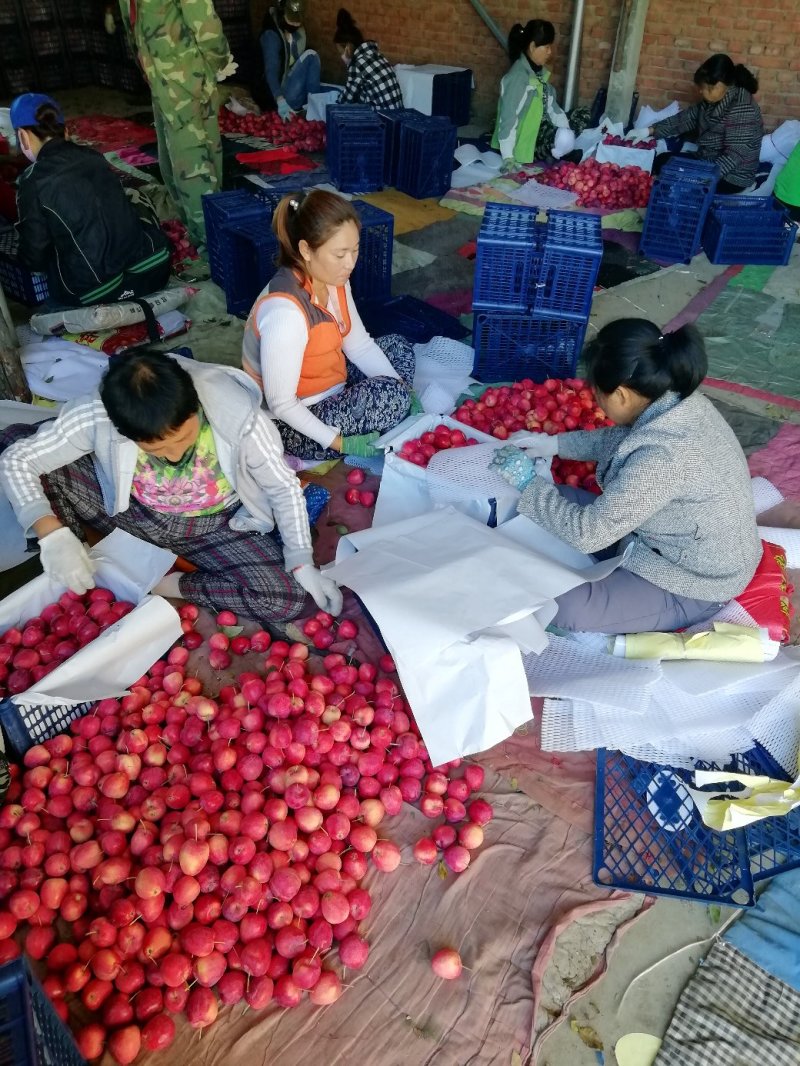 全红海棠，品质好，价格优，九月下果，求波关注，