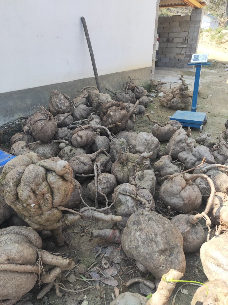 山乌龟，地不容本人有大量货，大的单个达四百市斤