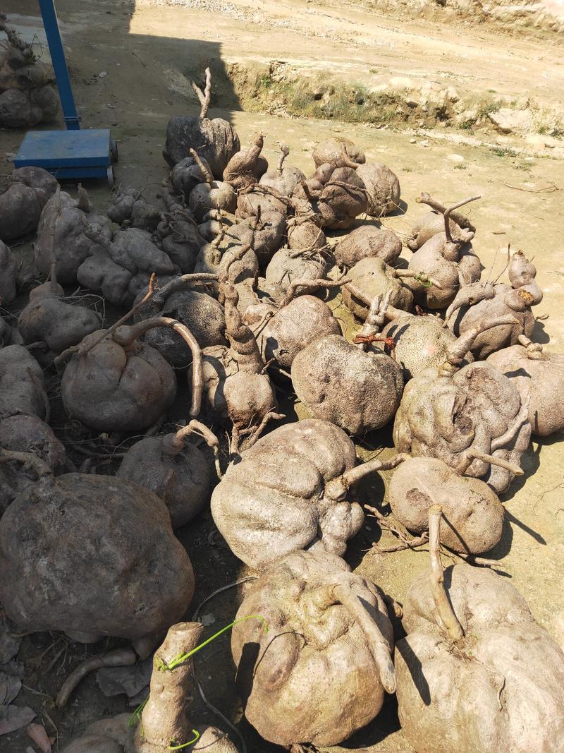 山乌龟，地不容本人有大量货，大的单个达四百市斤