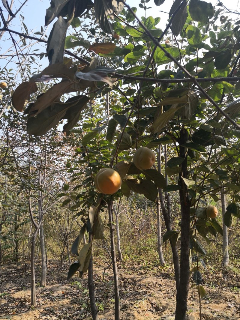 1-15公分粗度脆甜柿子树苗，阳丰，黑柿子树苗，涩柿子树