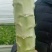 河北香河莴笋大量供应