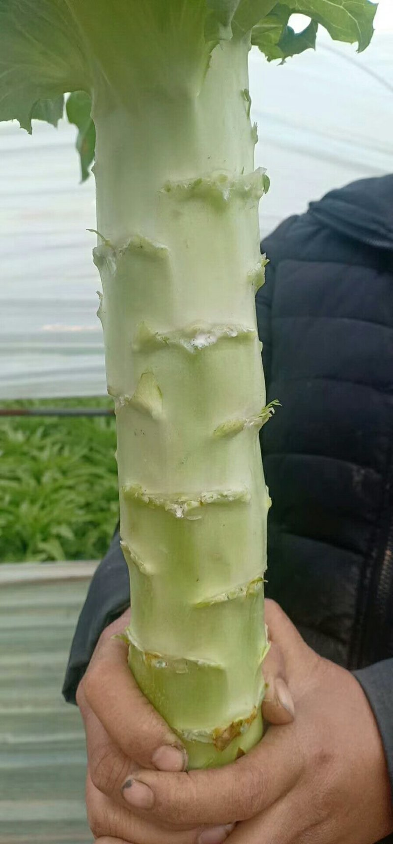 河北香河莴笋大量供应