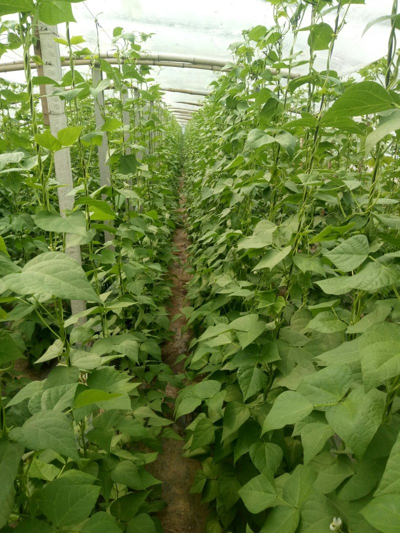 白不老15cm以上