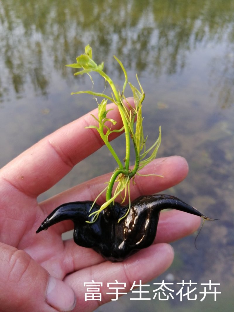 高产老菱角种子四季水生植物菱角苗高产大菱角种子