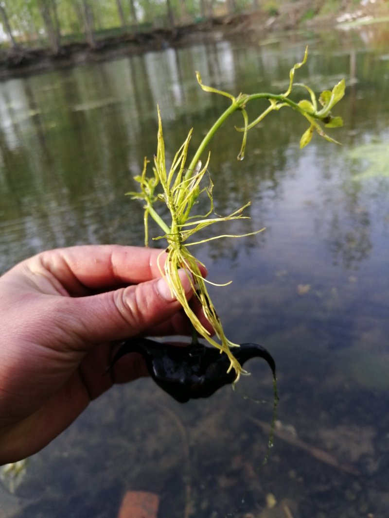 高产老菱角种子四季水生植物菱角苗高产大菱角种子