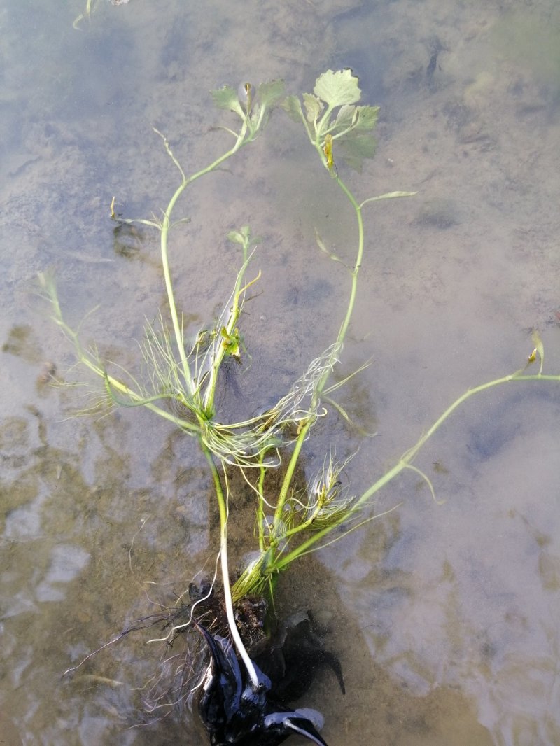 高产老菱角种子四季水生植物菱角苗高产大菱角种子