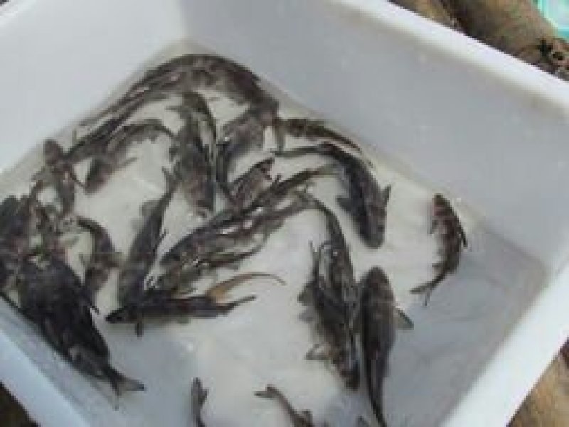 江团鱼苗，出售各种规格鱼苗，及成品，欢迎下单咨询