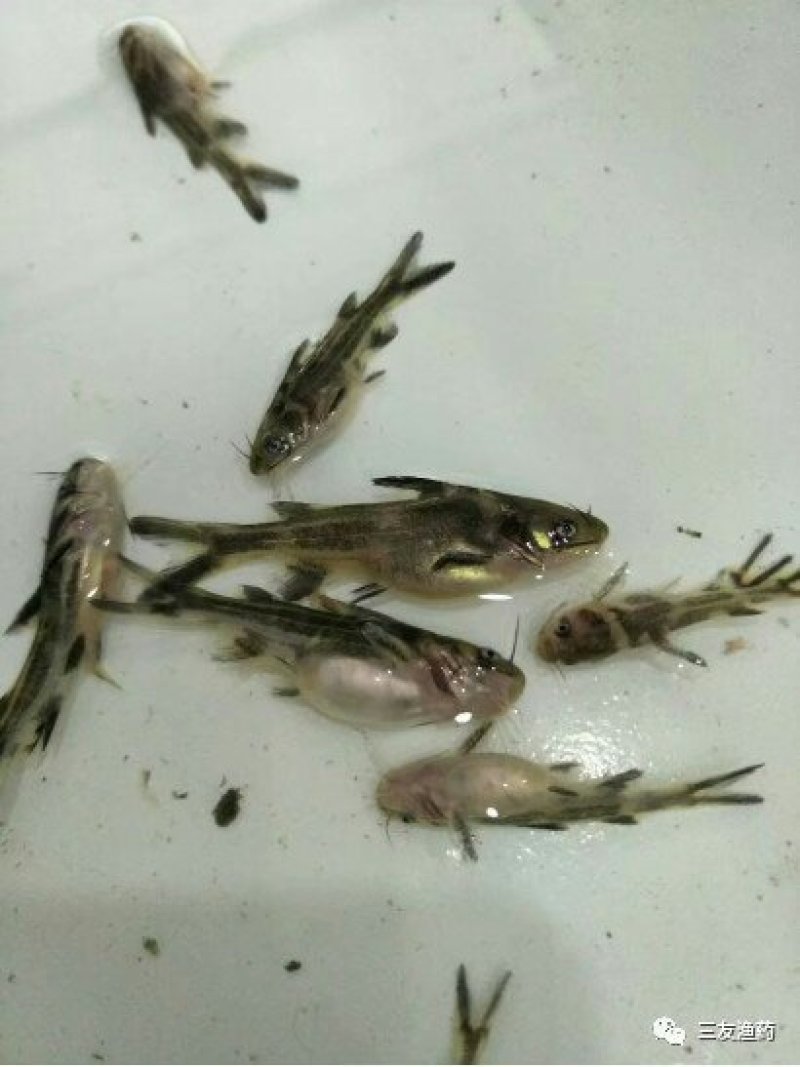 江团鱼苗，出售各种规格鱼苗，及成品，欢迎下单咨询