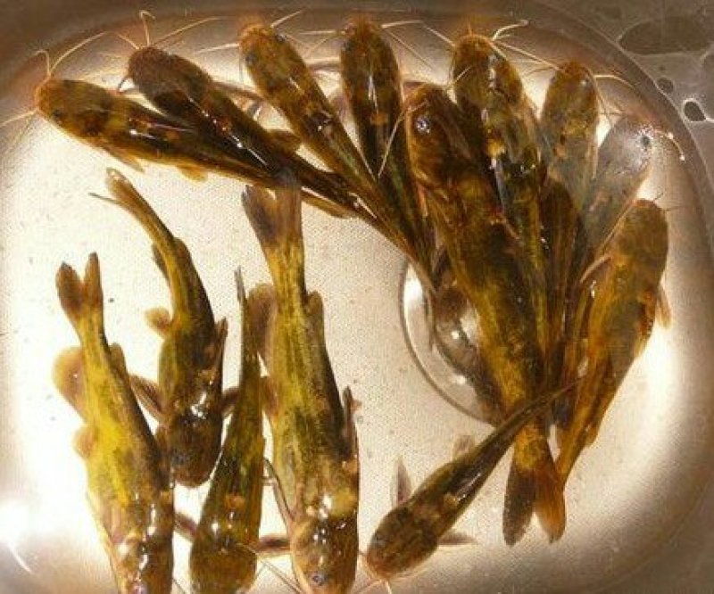 江团鱼苗，出售各种规格鱼苗，及成品，欢迎下单咨询