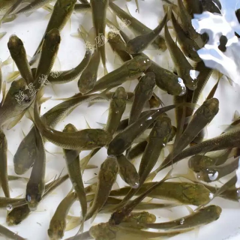 江团鱼苗，出售各种规格鱼苗，及成品，欢迎下单咨询