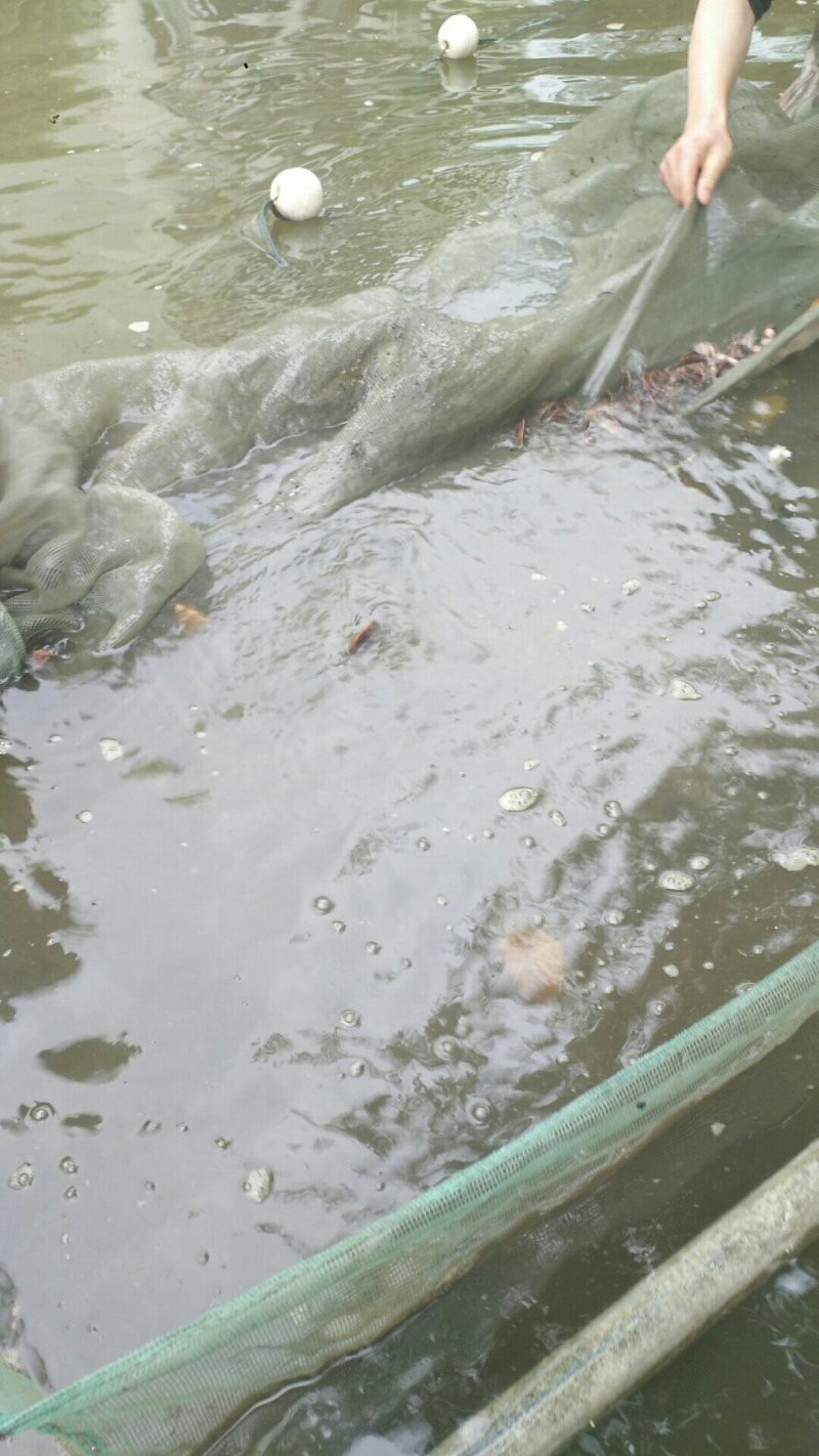 江团鱼苗，出售各种规格鱼苗，及成品，欢迎下单咨询