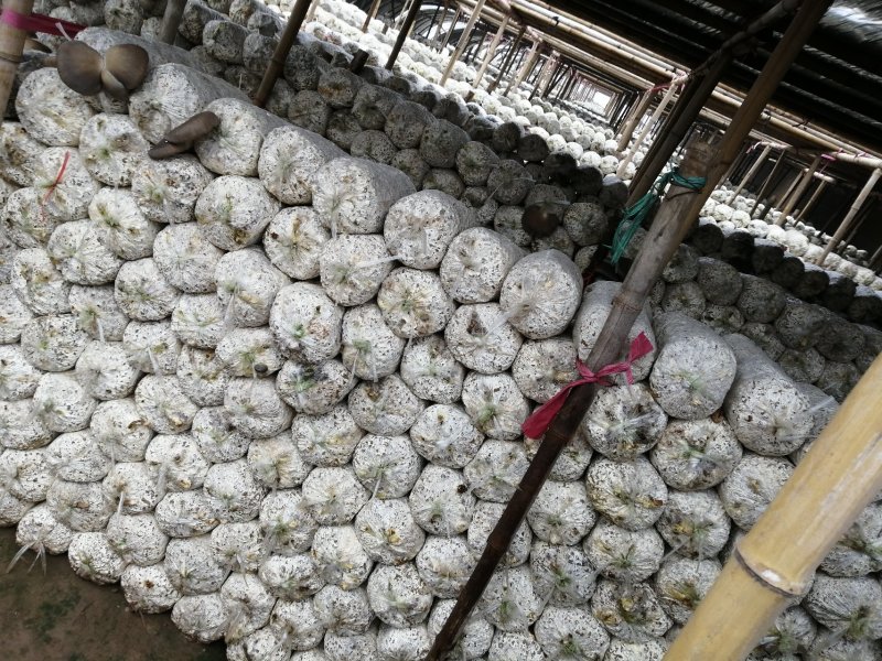 蘑菇渣废弃菌棒