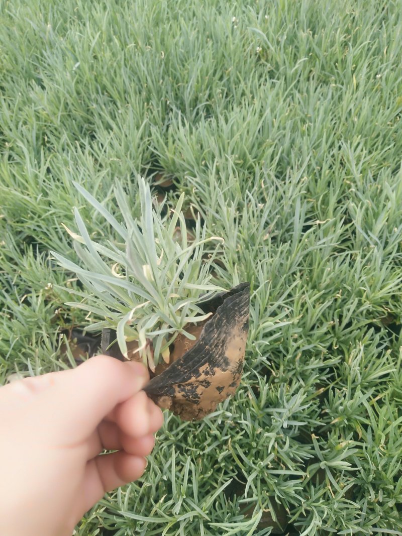 石竹