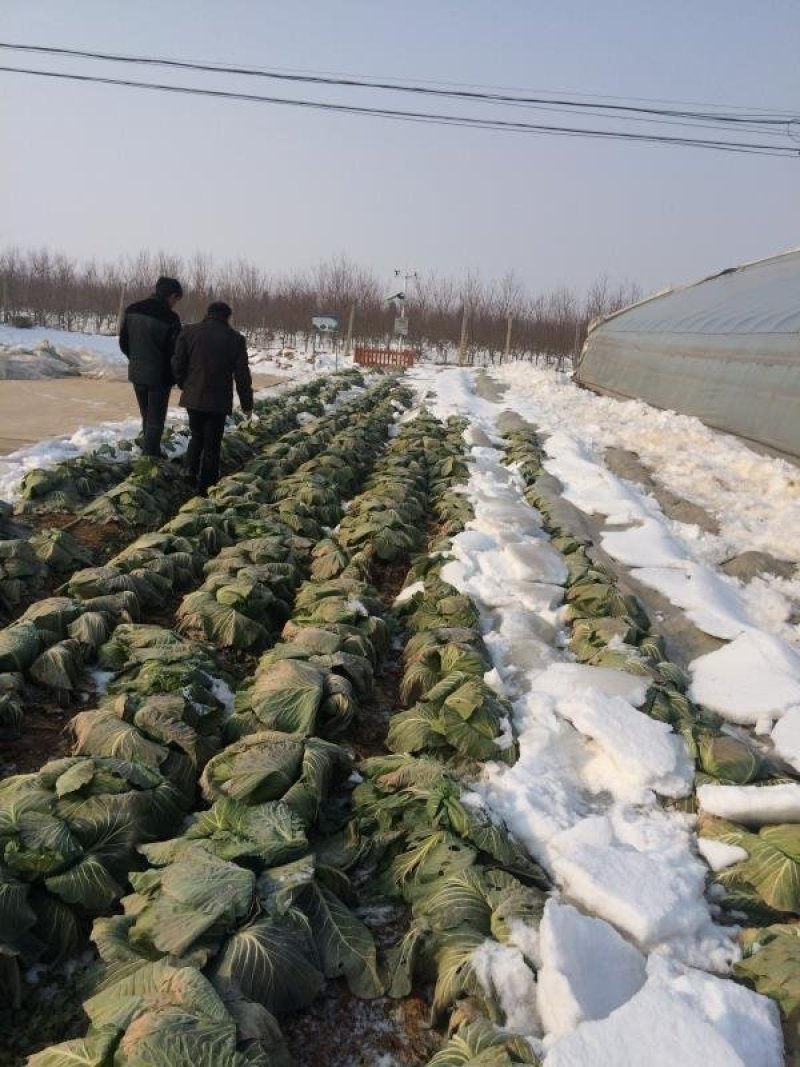 秋种春收露地越冬甘蓝专用品种冬绿耐寒—12°，年前后上市
