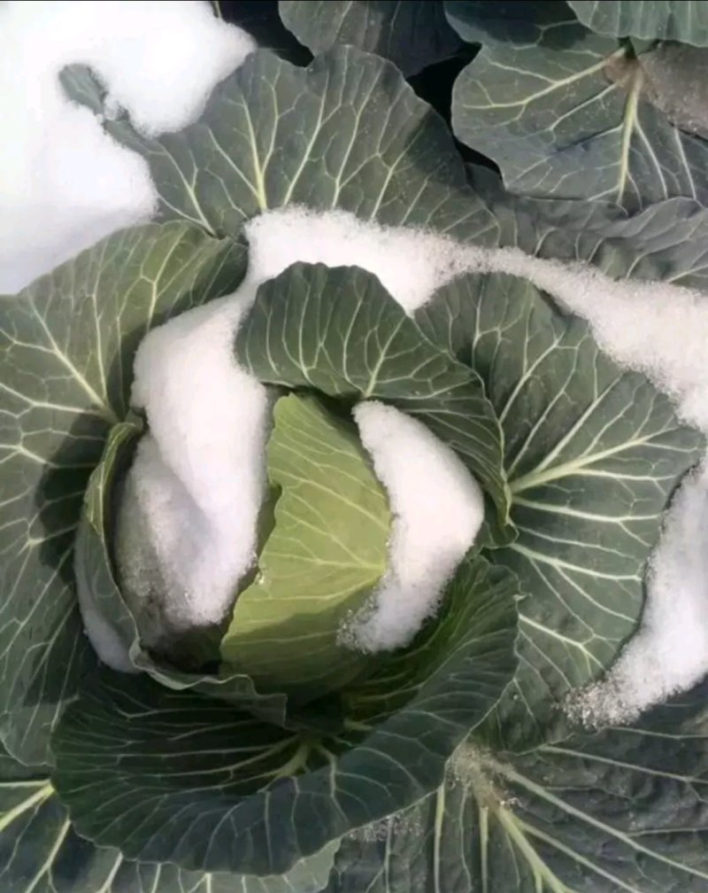秋种春收露地越冬甘蓝专用品种冬绿耐寒—12°，年前后上市