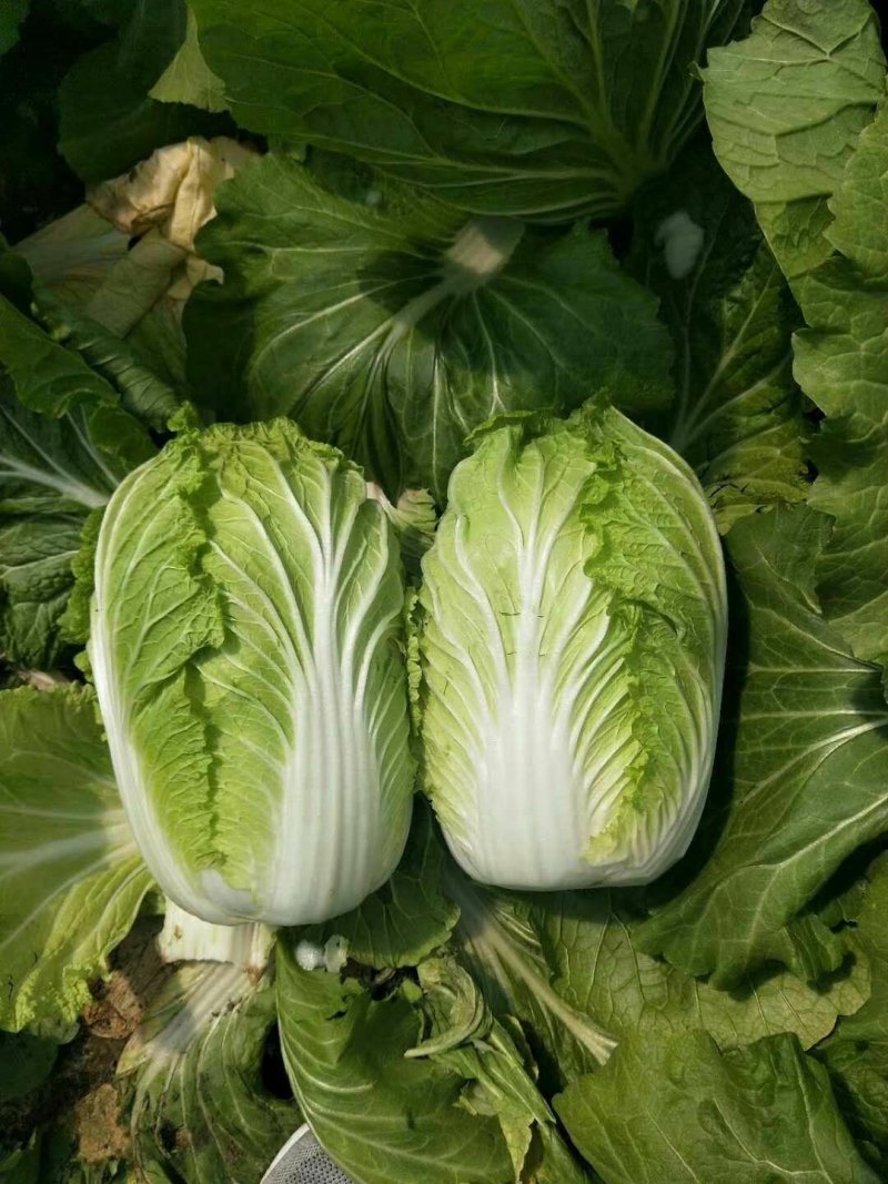 精品玲珑黄矮棵黄心白菜87/114白菜大量有货