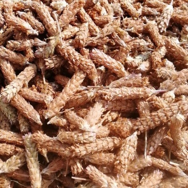 夏枯球手剪货，质量好，一手农户货源