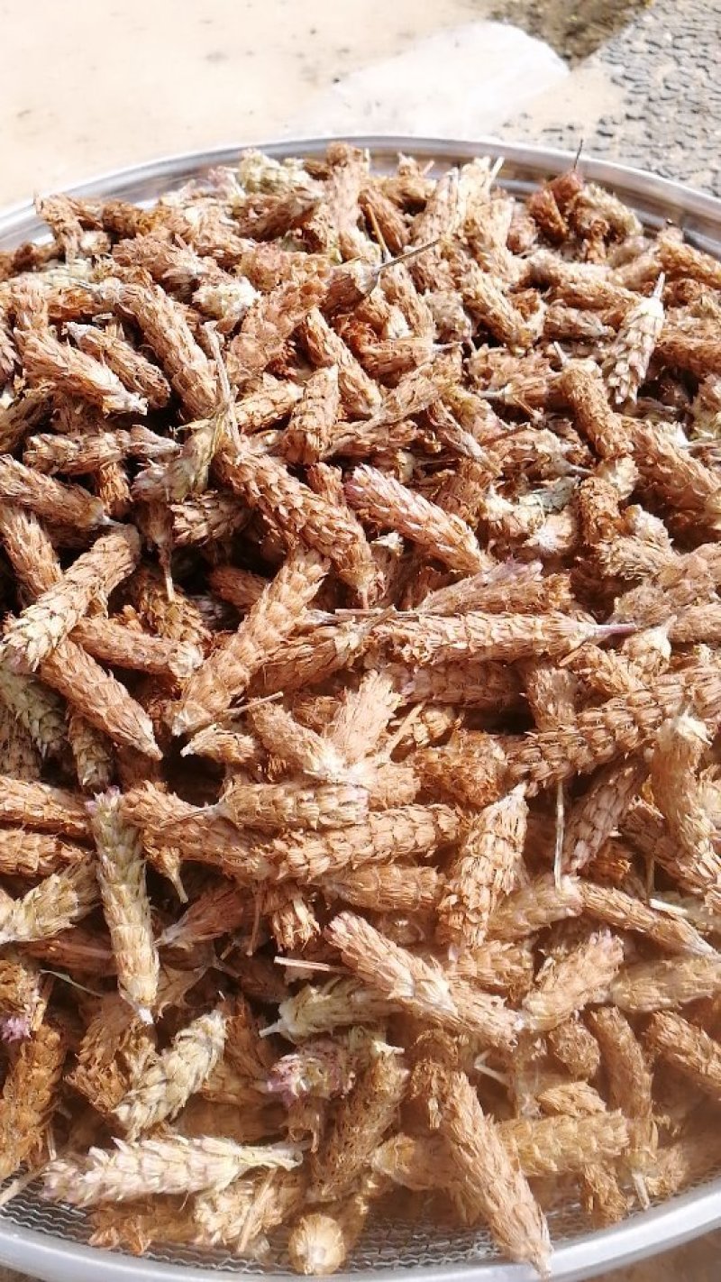 夏枯球手剪货，质量好，一手农户货源