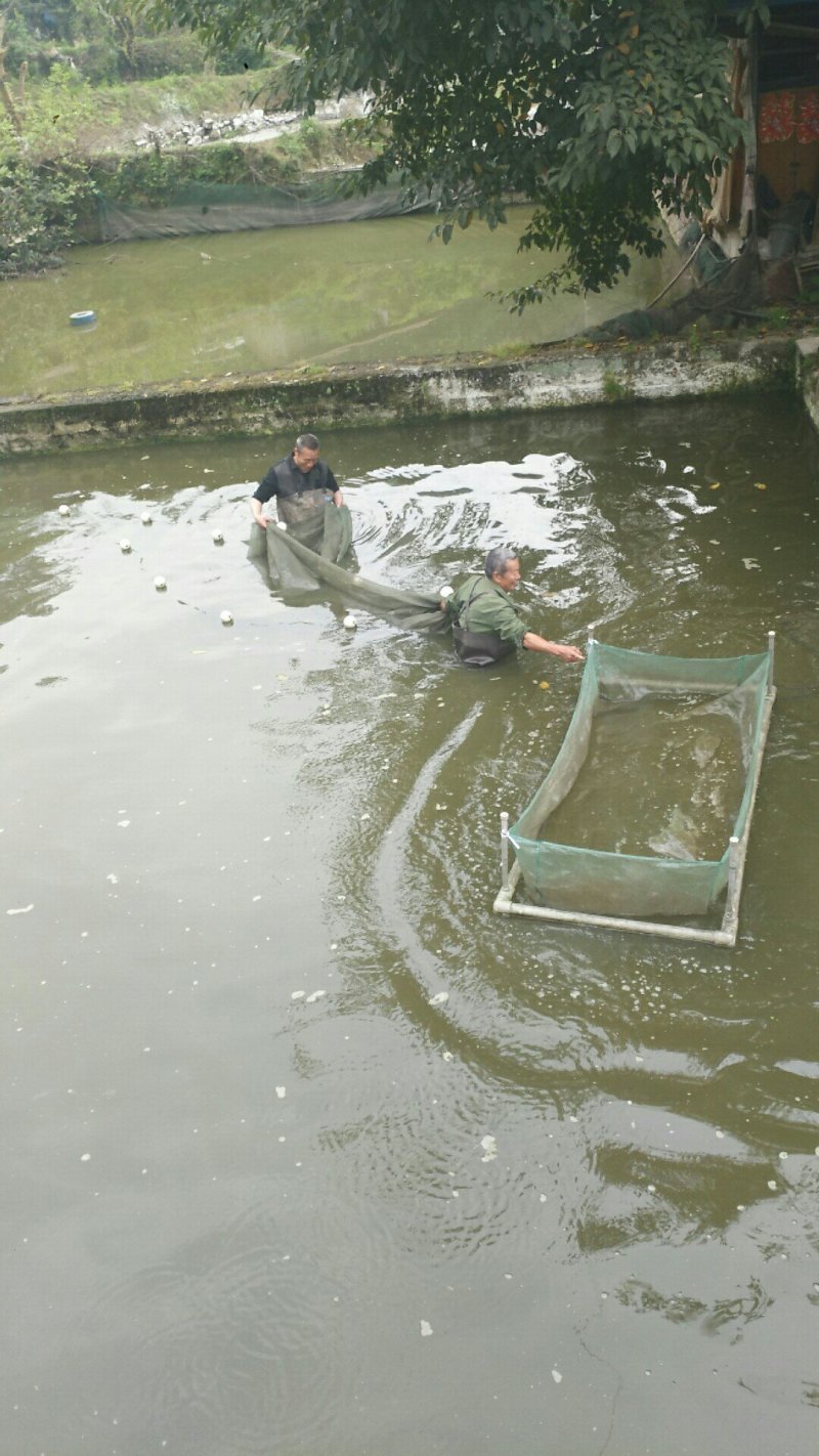 黄颡鱼苗又称黄腊丁鱼苗基地直供包品种包运输包成活
