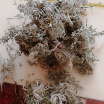 茵陈
