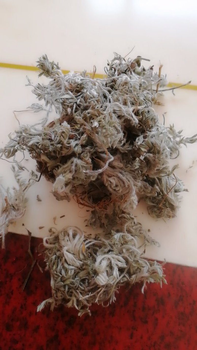 茵陈