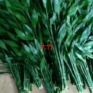 富贵竹大竹
