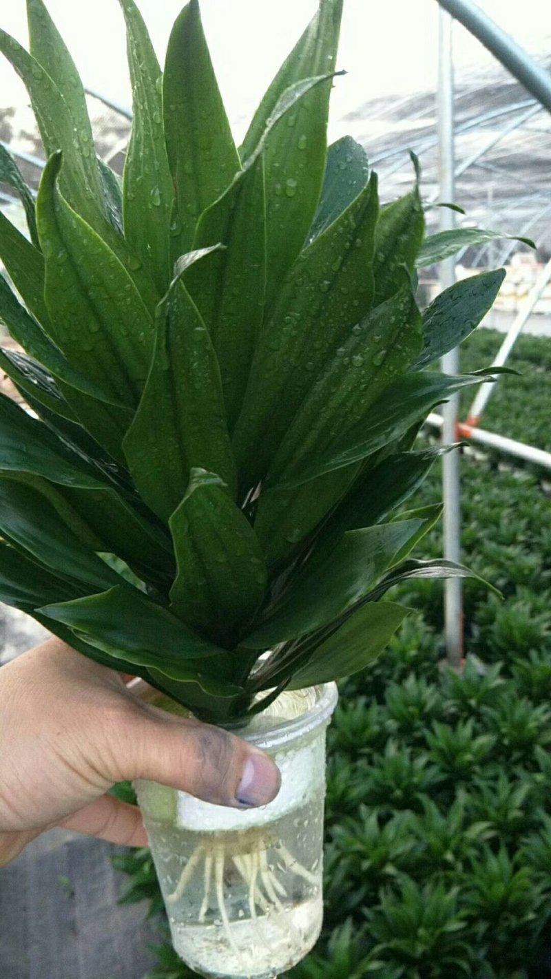 富贵竹水培莲花
