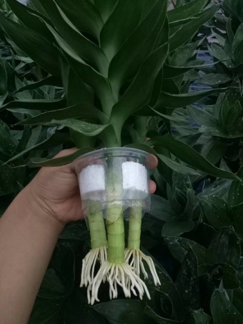 富贵竹水培莲花