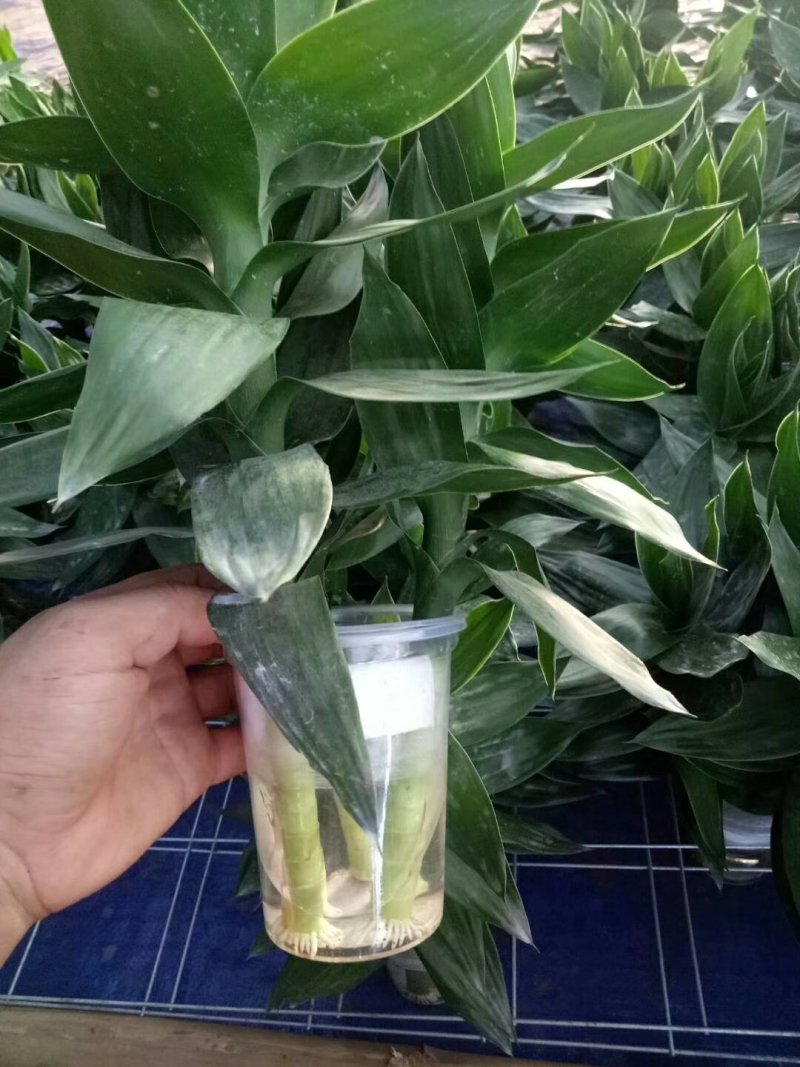 富贵竹水培莲花