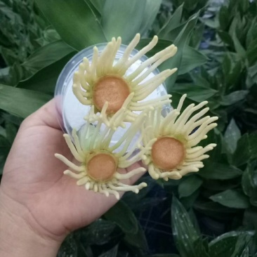 富贵竹水培莲花