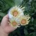 富贵竹水培莲花