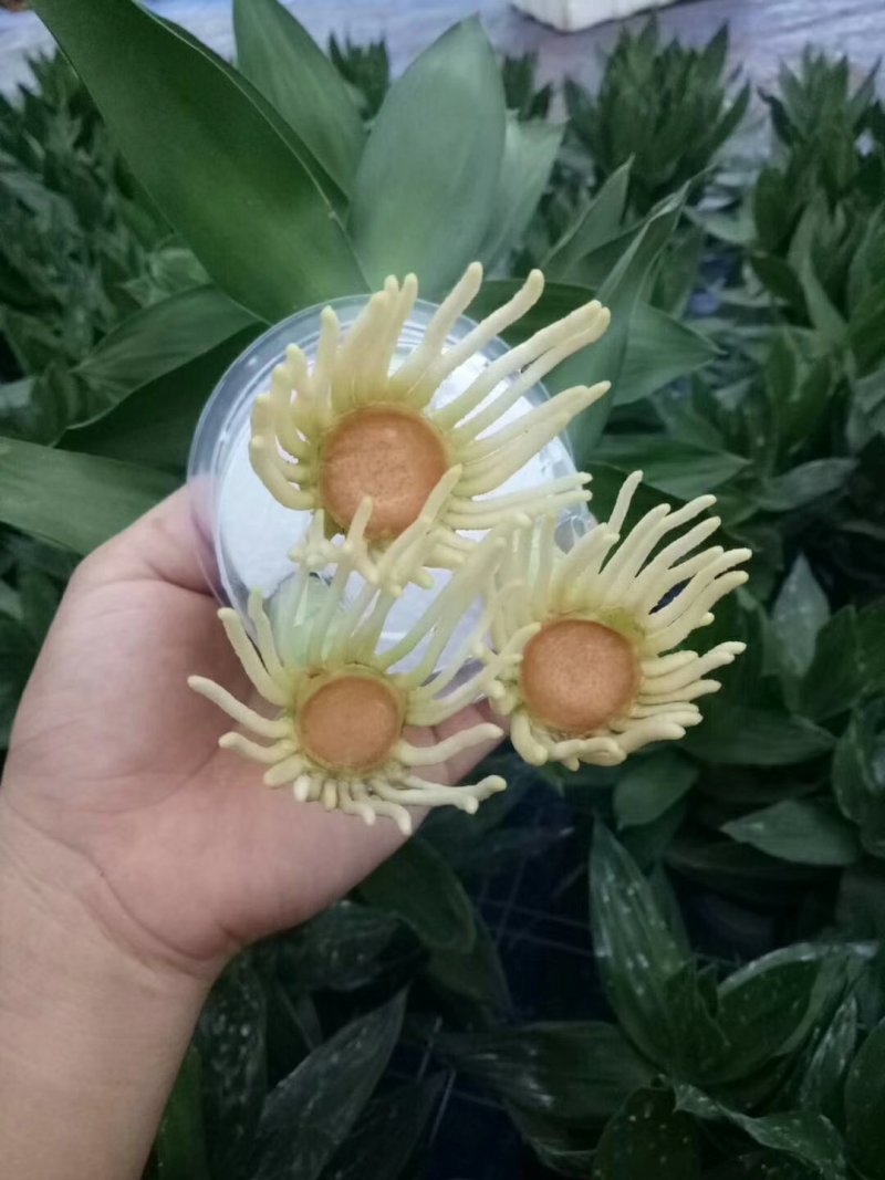 富贵竹水培莲花