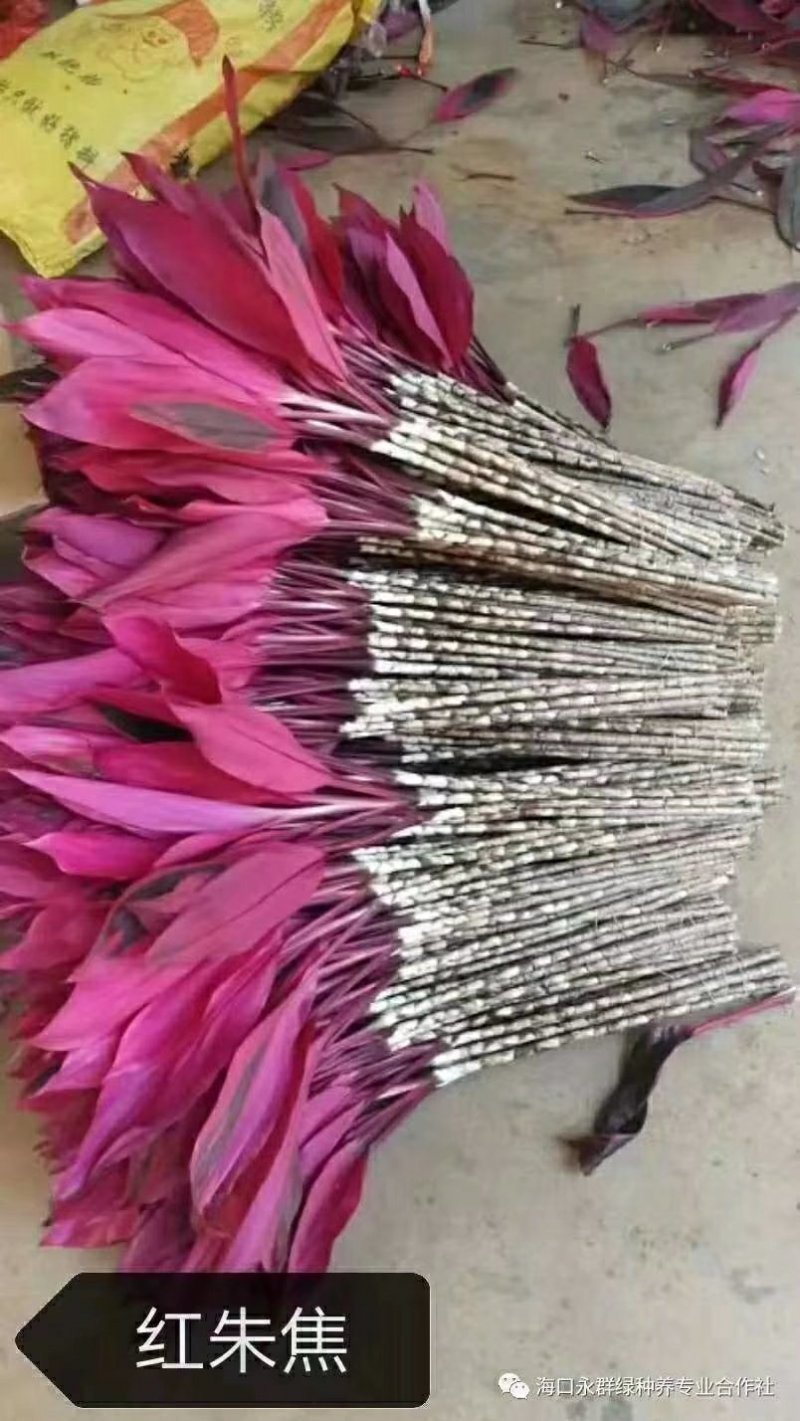 海南红竹