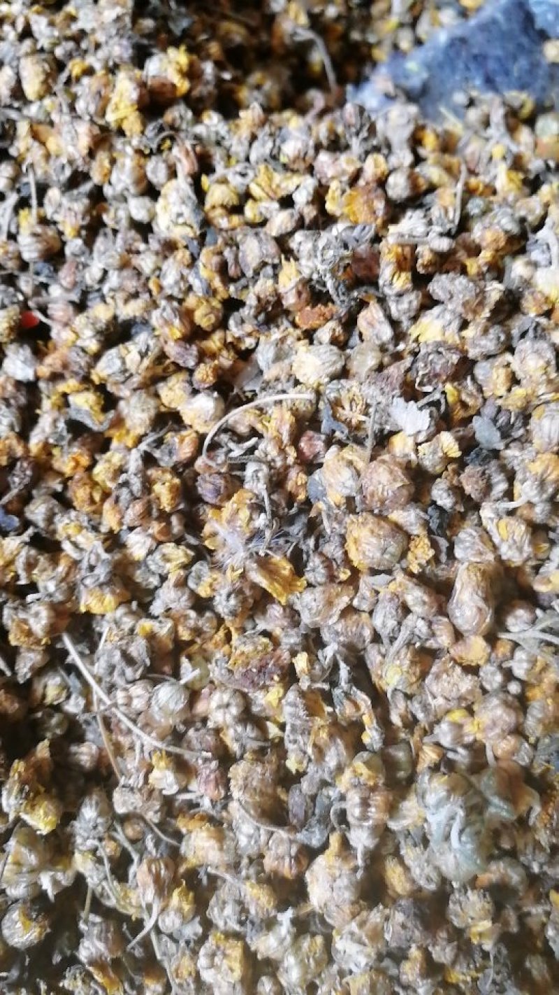 野菊花新货上市量大欢迎下单