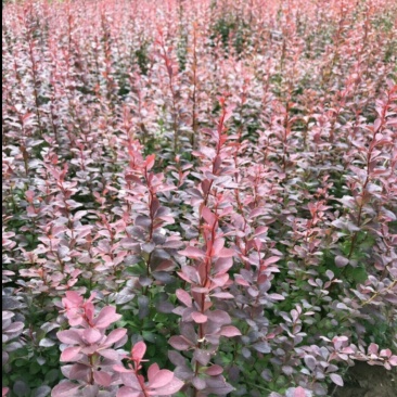 紫叶小檗小苗床苗基地直供常年现货供应自家苗圃