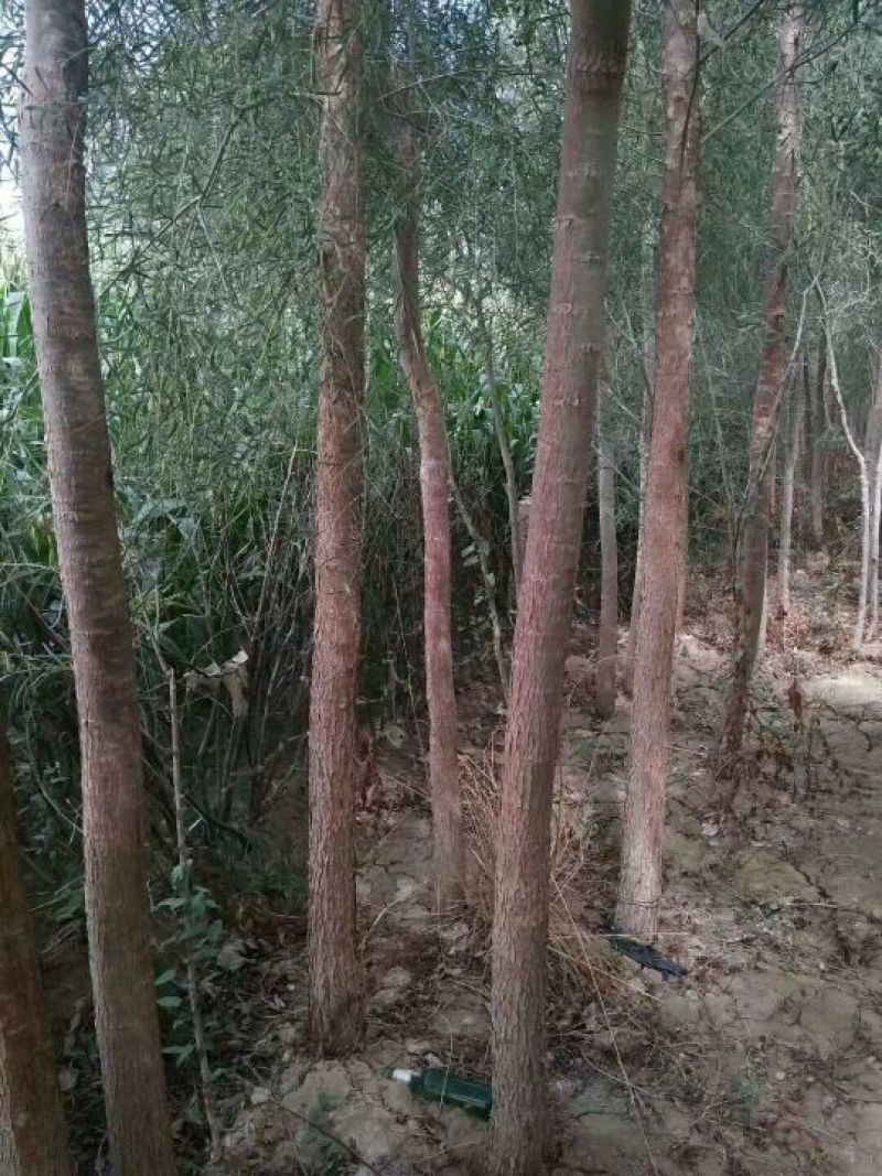 胡杨树苗大树苗直径3厘米以上梧桐树