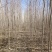 胡杨树苗大树苗直径3厘米以上梧桐树