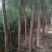 大量出售馒头柳树4公分以上精品