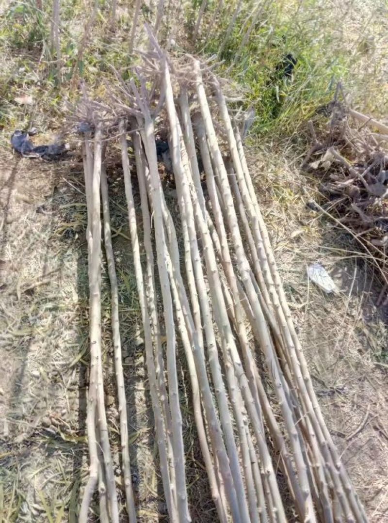 大量出售馒头柳树4公分以上精品